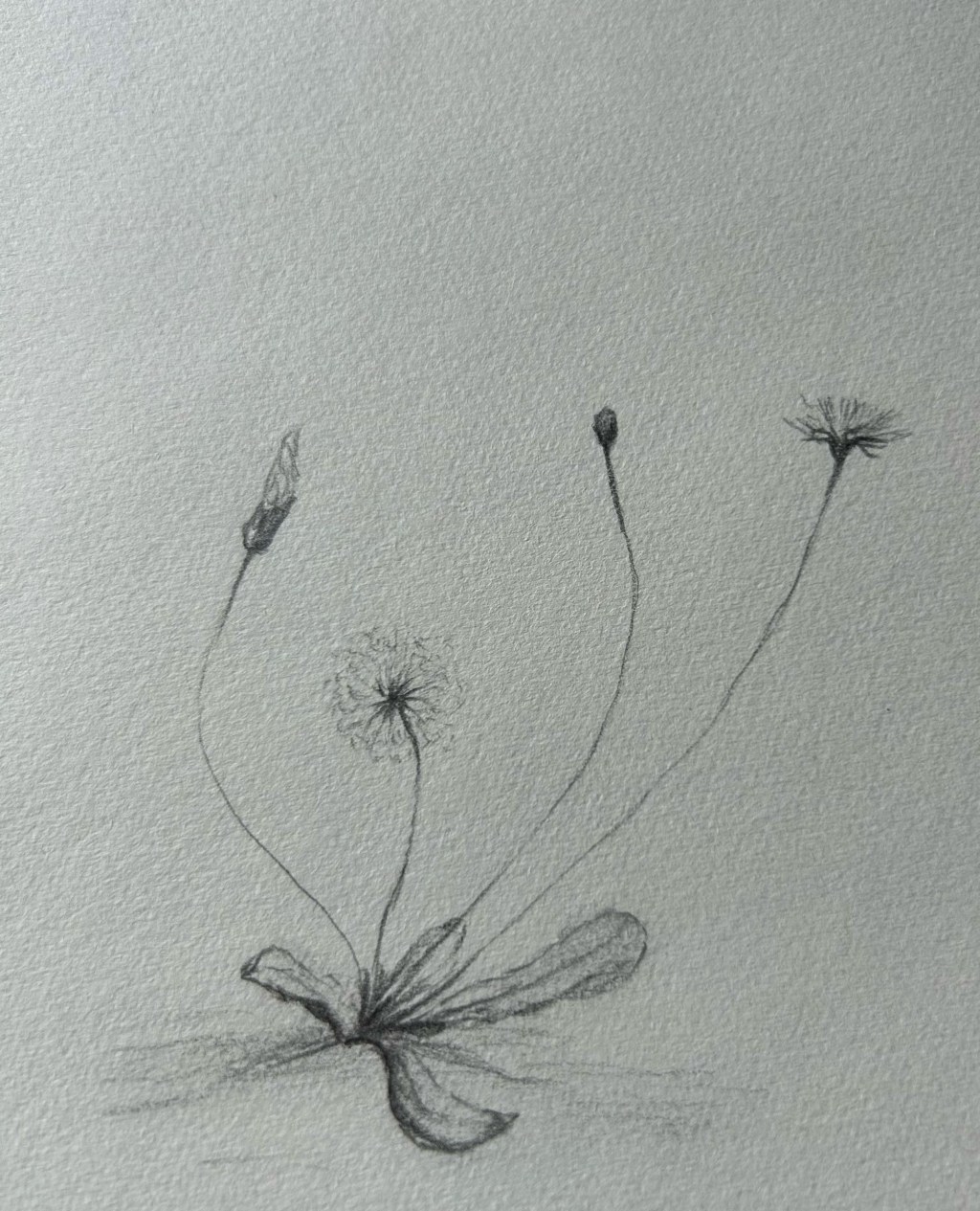 Botanicals – sketches